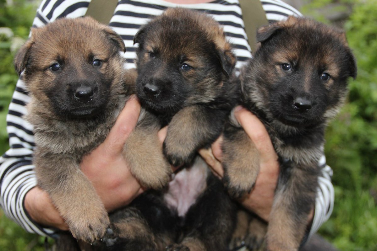 Шилонская овчарка окрасы