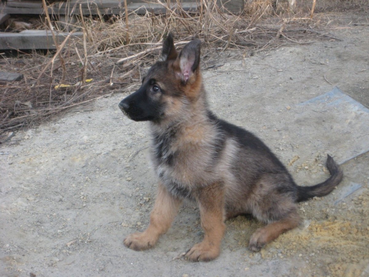 Немецкая овчарка зонарного окраса