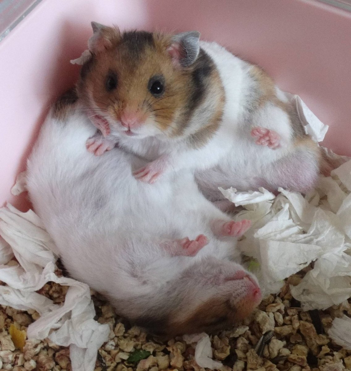 Беременный сирийский хомяк