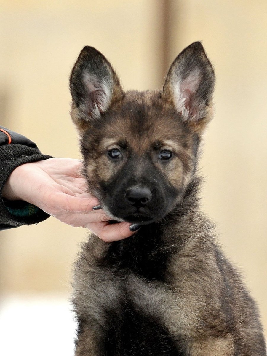 Немецкая овчарка зонарного окраса