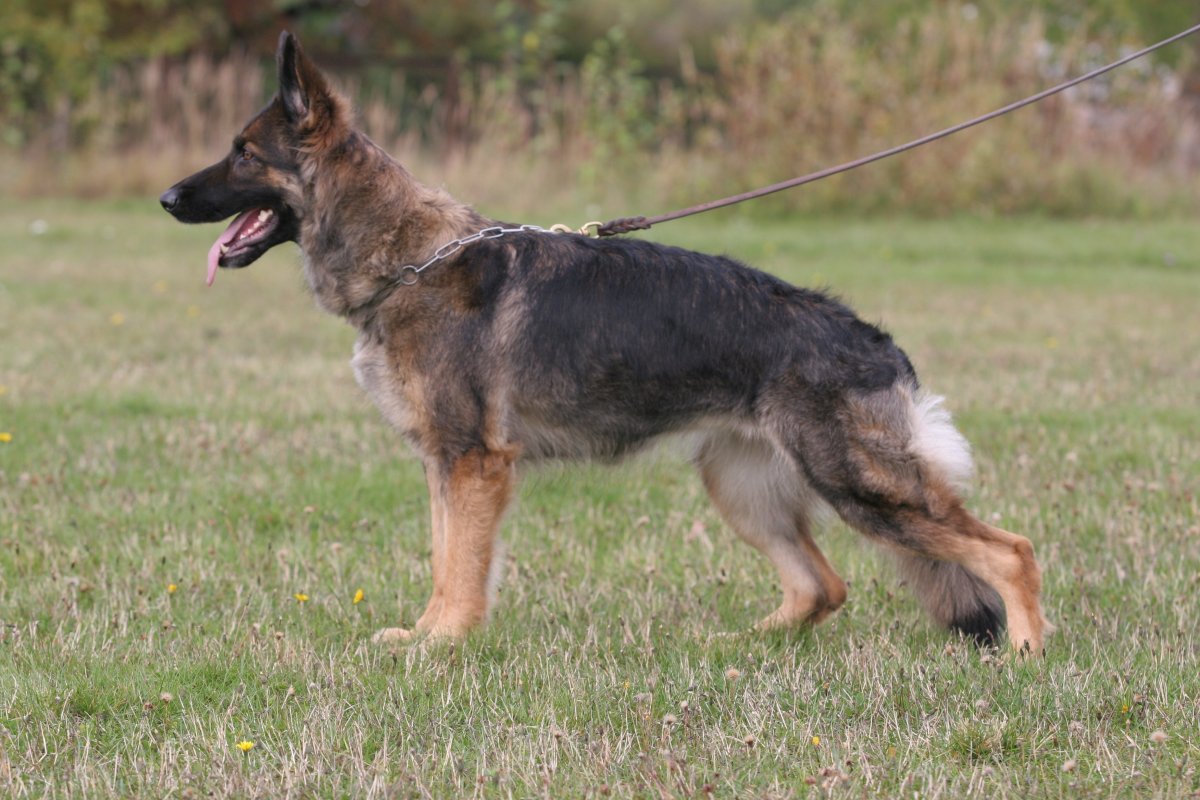 Восточноевропейская овчарка длинношерстная