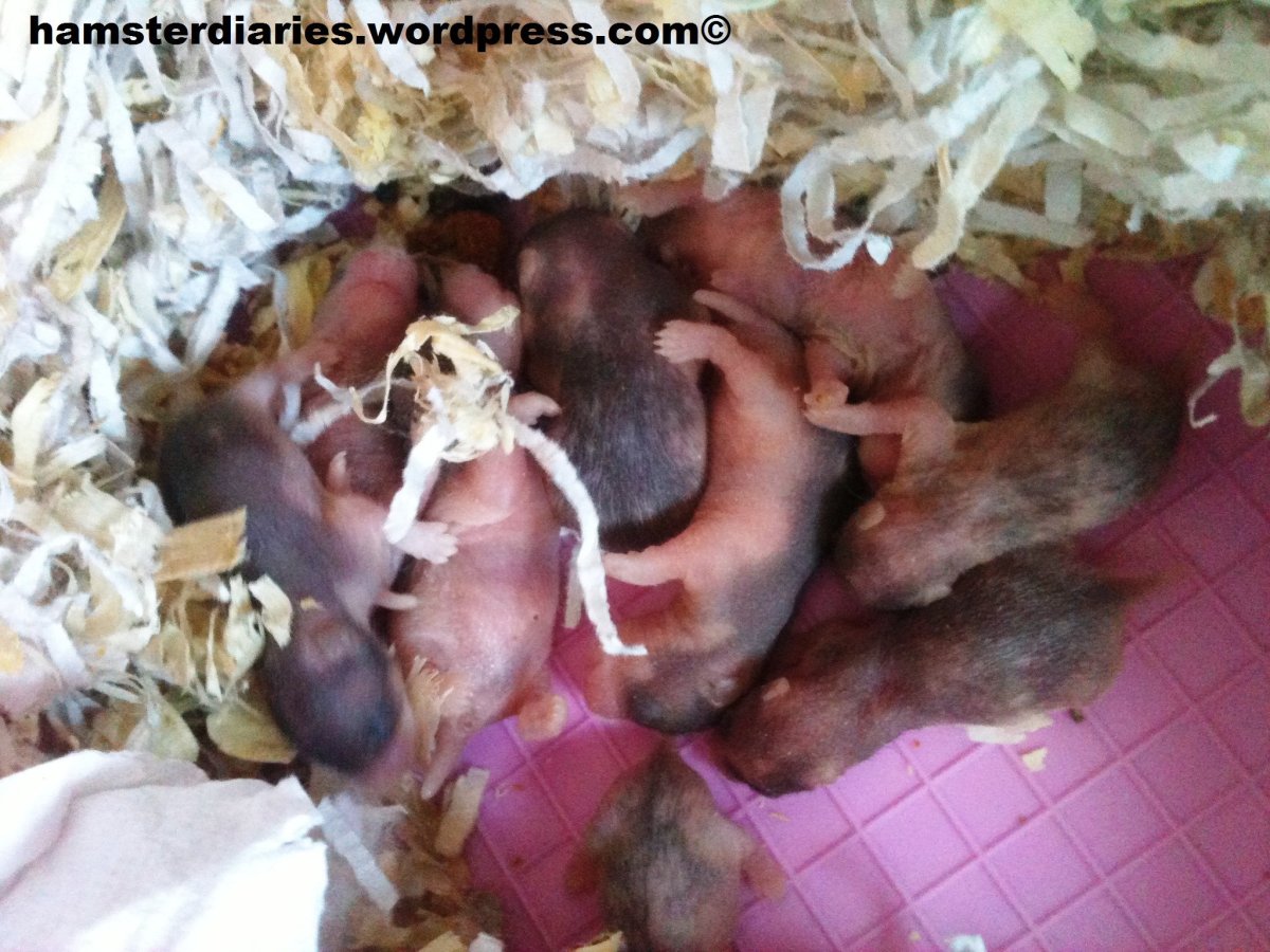 Беременная джунгарская хомячиха