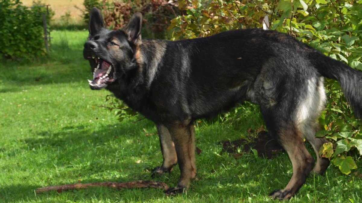 Зонарный немец овчарка