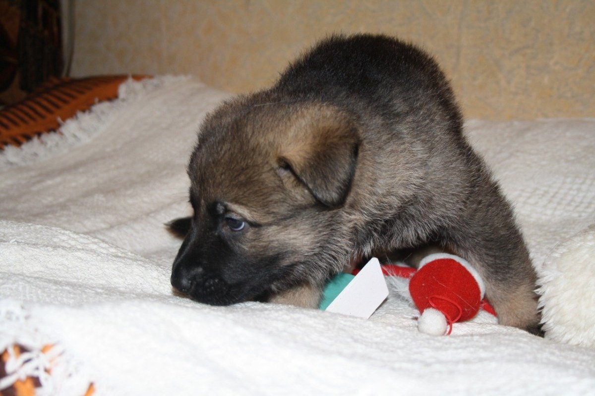 Зонарные Восточно европейские овчарки