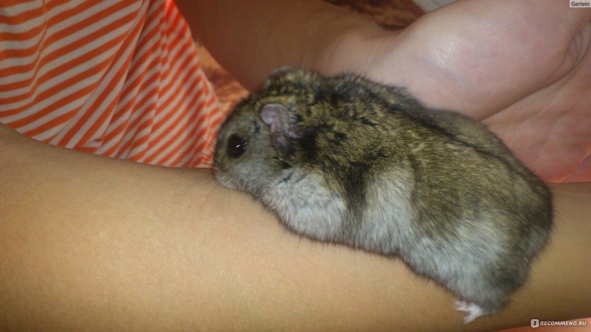 Беременный джунгарский хомяк