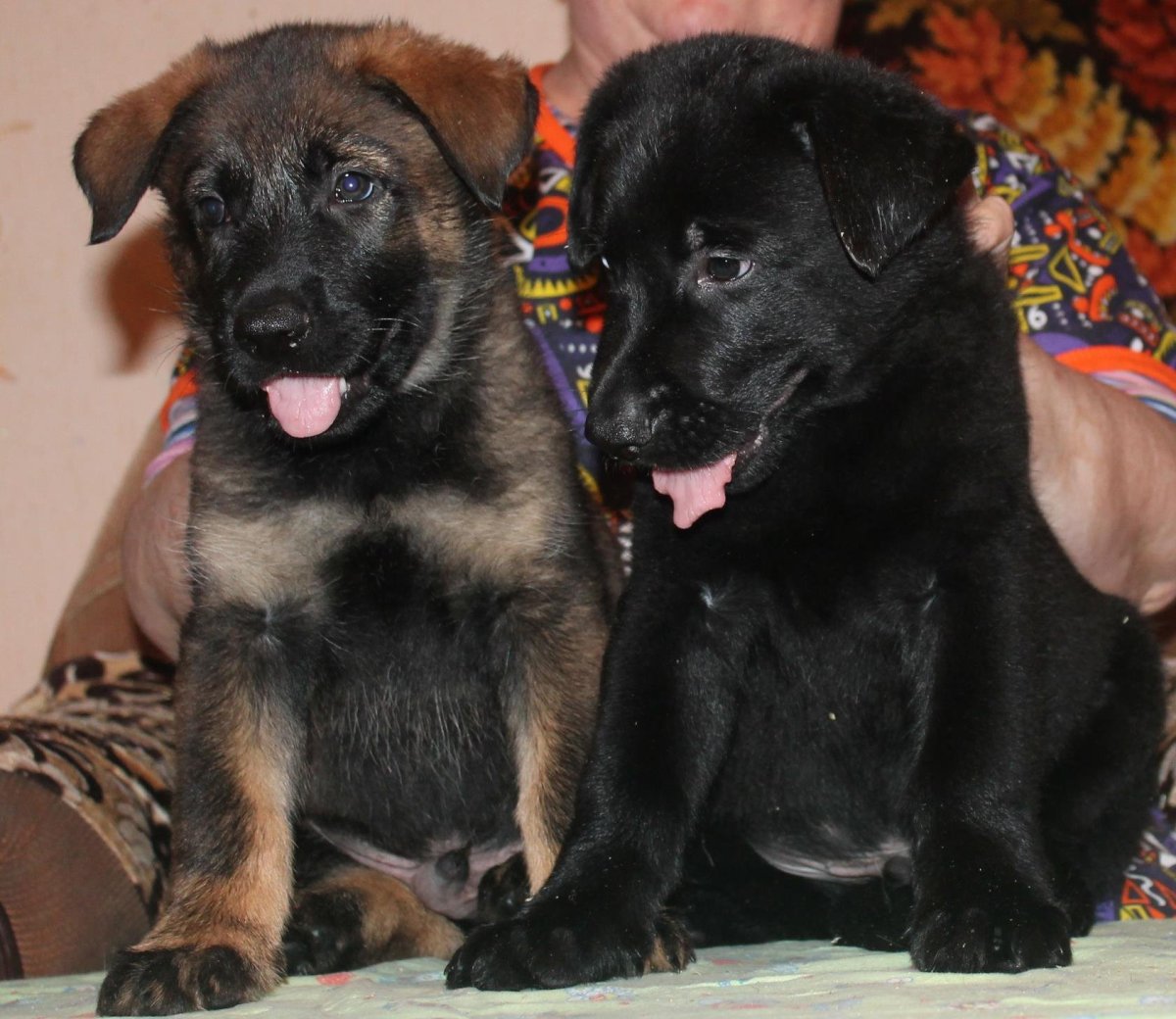 Восточно-европейская овчарка черно подпалый