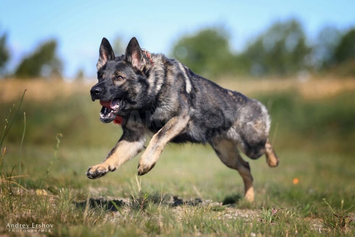 Овчарка зонарного окраса
