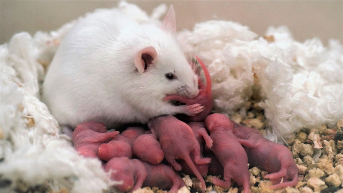 Джунгарский хомяк альбинос