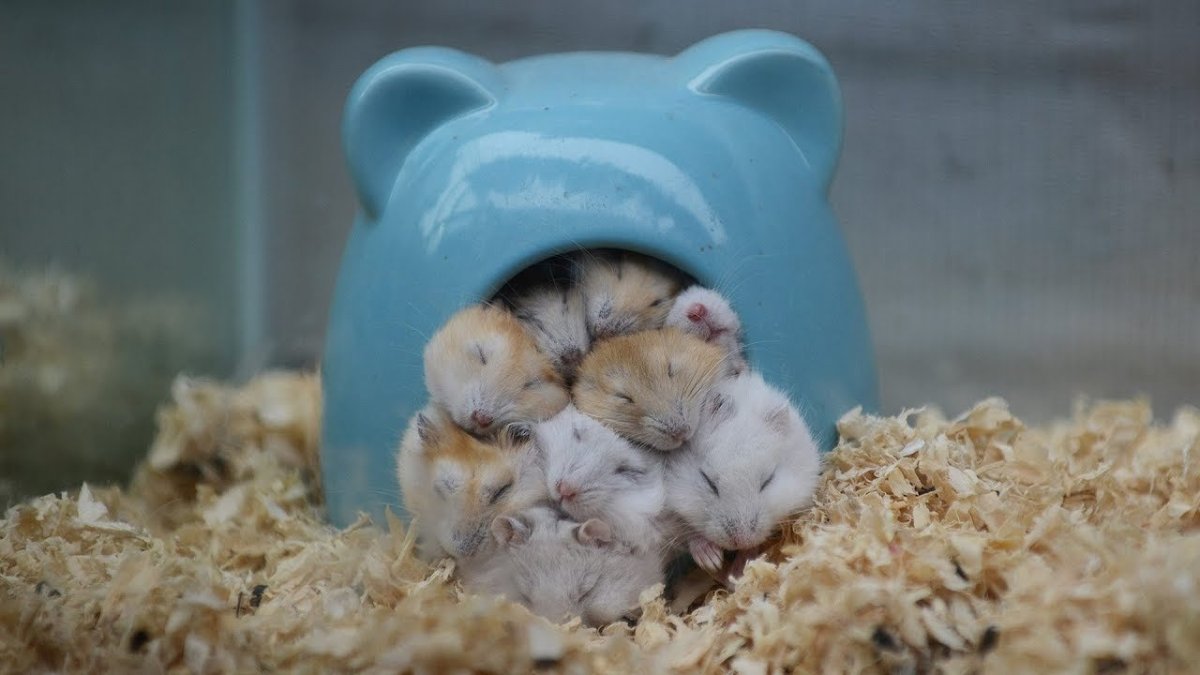 Спящий джунгарский хомяк