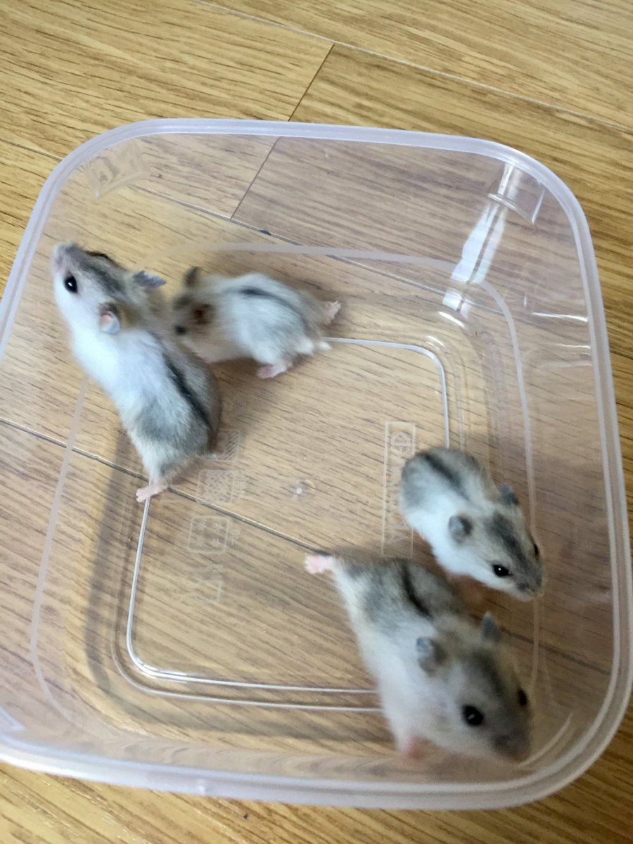 Джунгарики стая