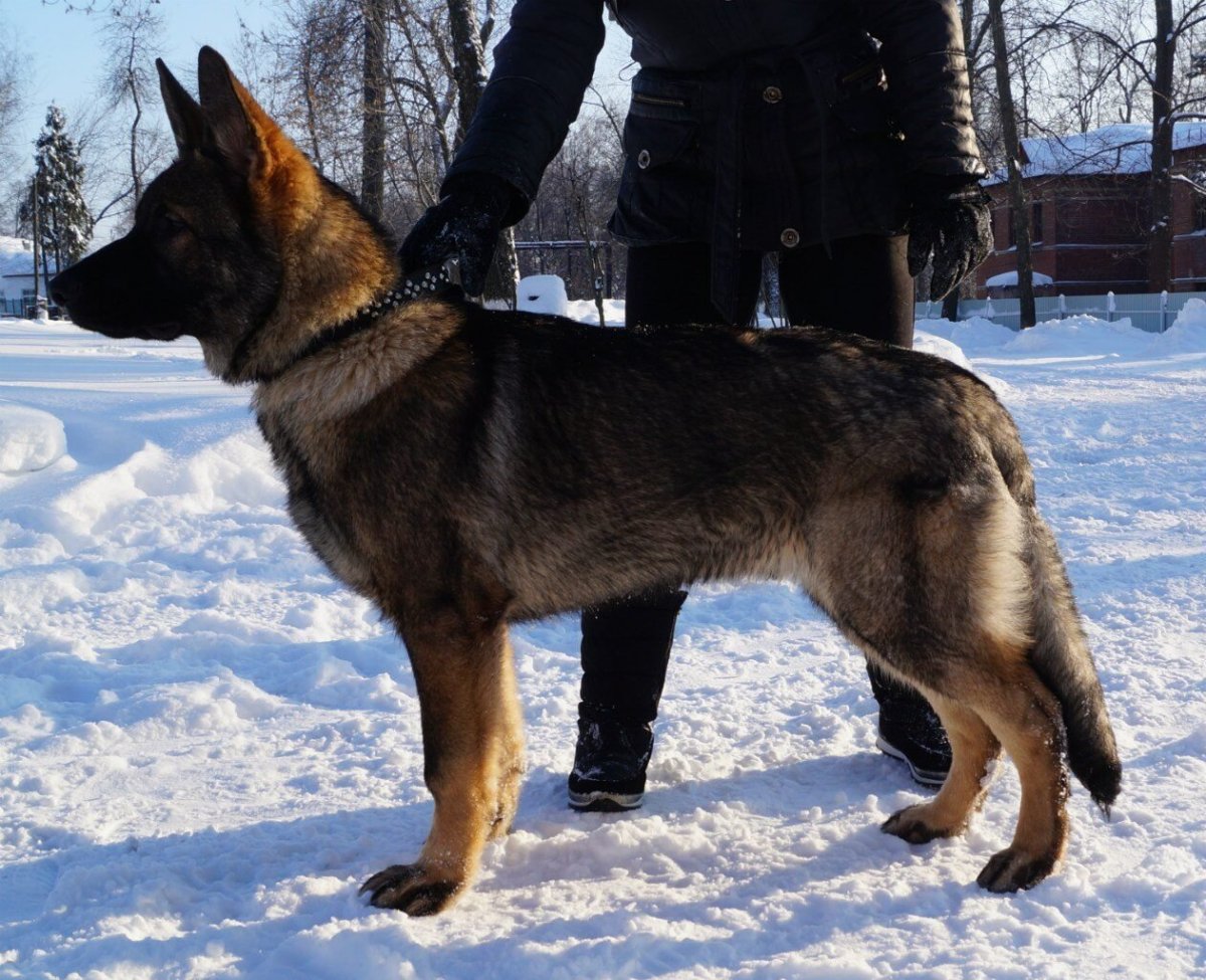 Йорк и немецкая овчарка