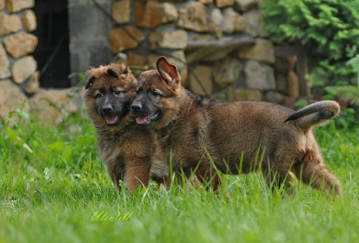 Овчарка зонарного окраса