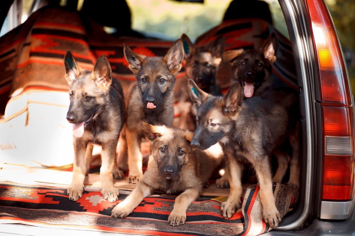 Зональный окрас немецкой овчарки фото