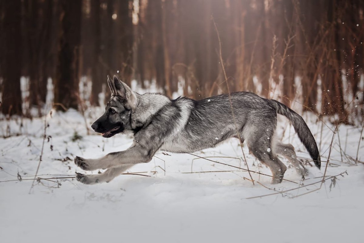Рабочая немецкая овчарка зонарная