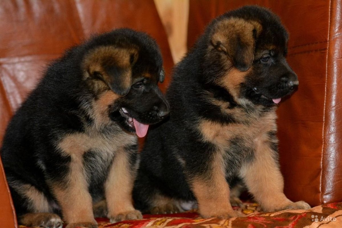 Зонарная немецкая овчарка