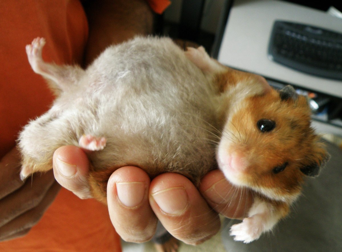 Джунгарская хомячиха беременна