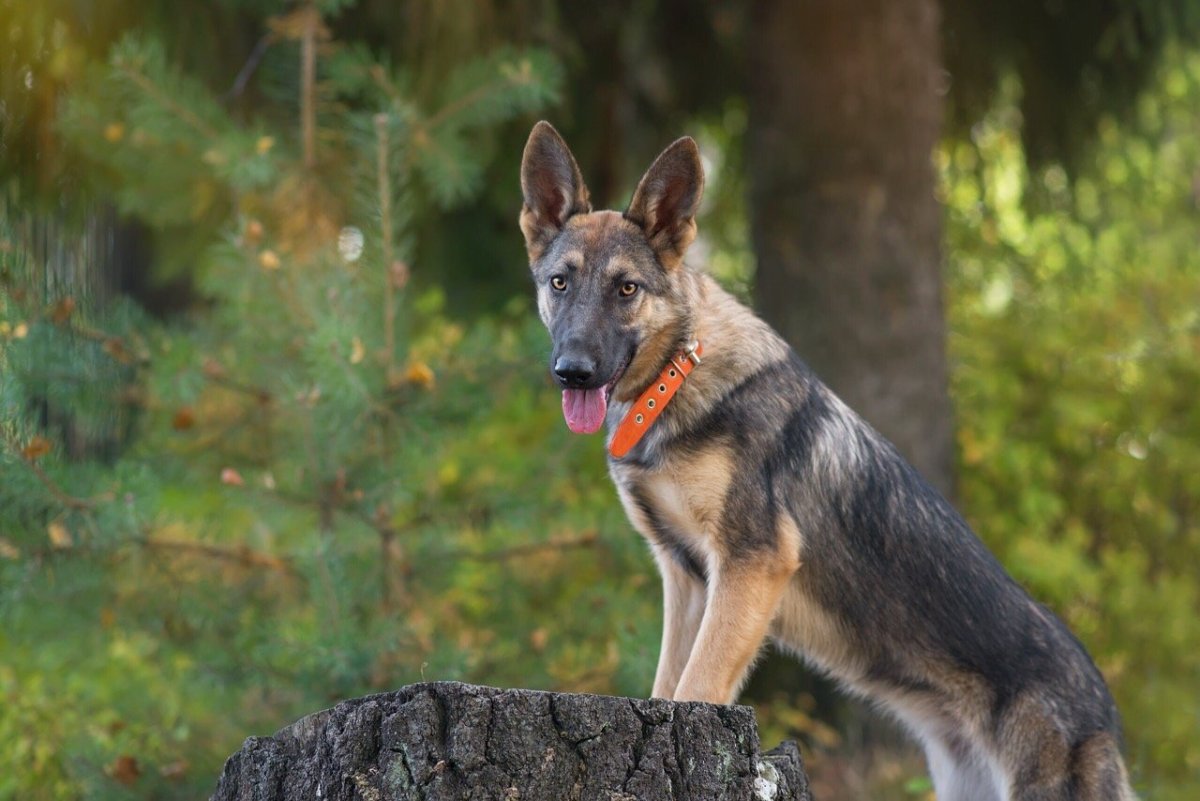 Немецкая Шефер овчарка