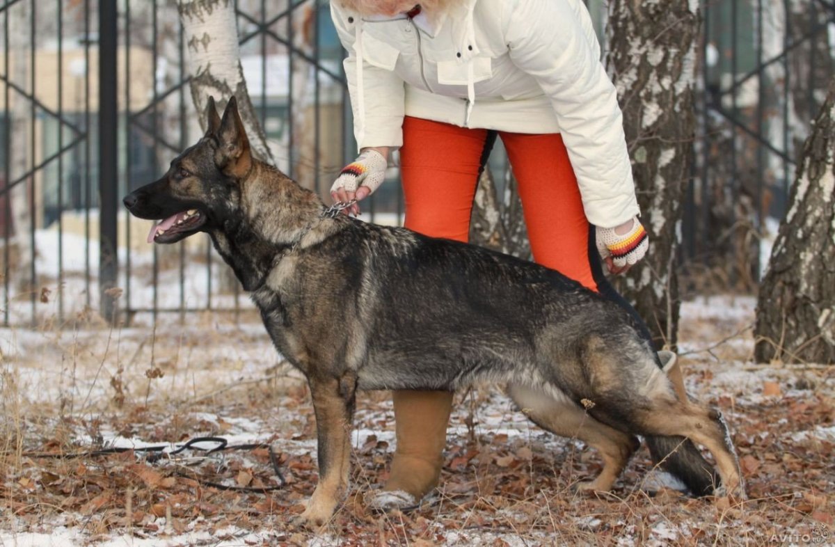 Восточно-европейская овчарка зонарного окраса