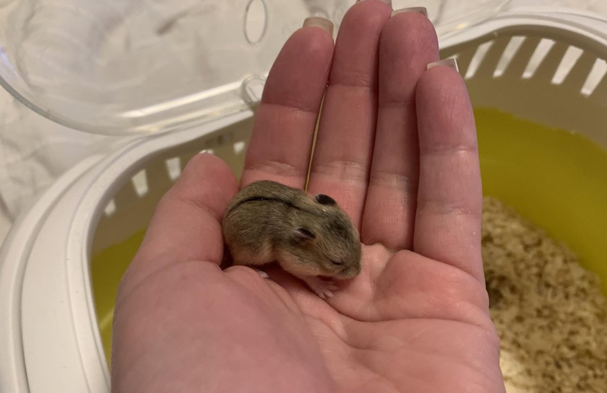 Декоративный хомяк джунгарский