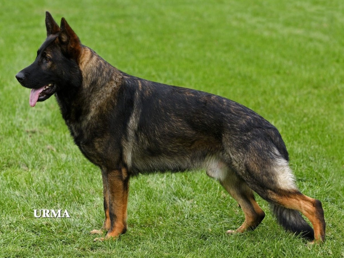 Зонарная ВЕО овчарка Восточно-европейская