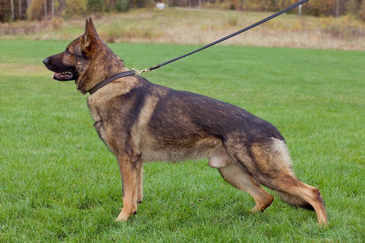 Щенки немецкой овчарки 1 мес чепрачные и рыжие