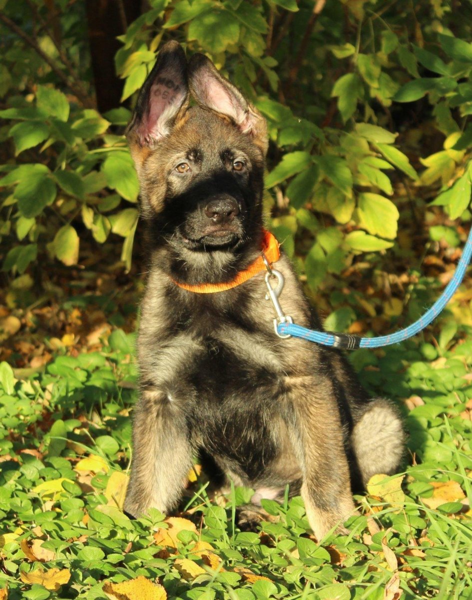 Немецкая овчарка 3 месяца зонарного окраса