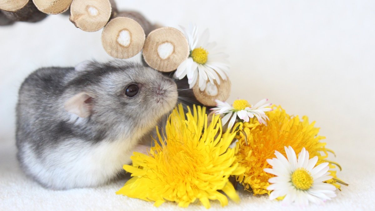 Хомяки джунгарики