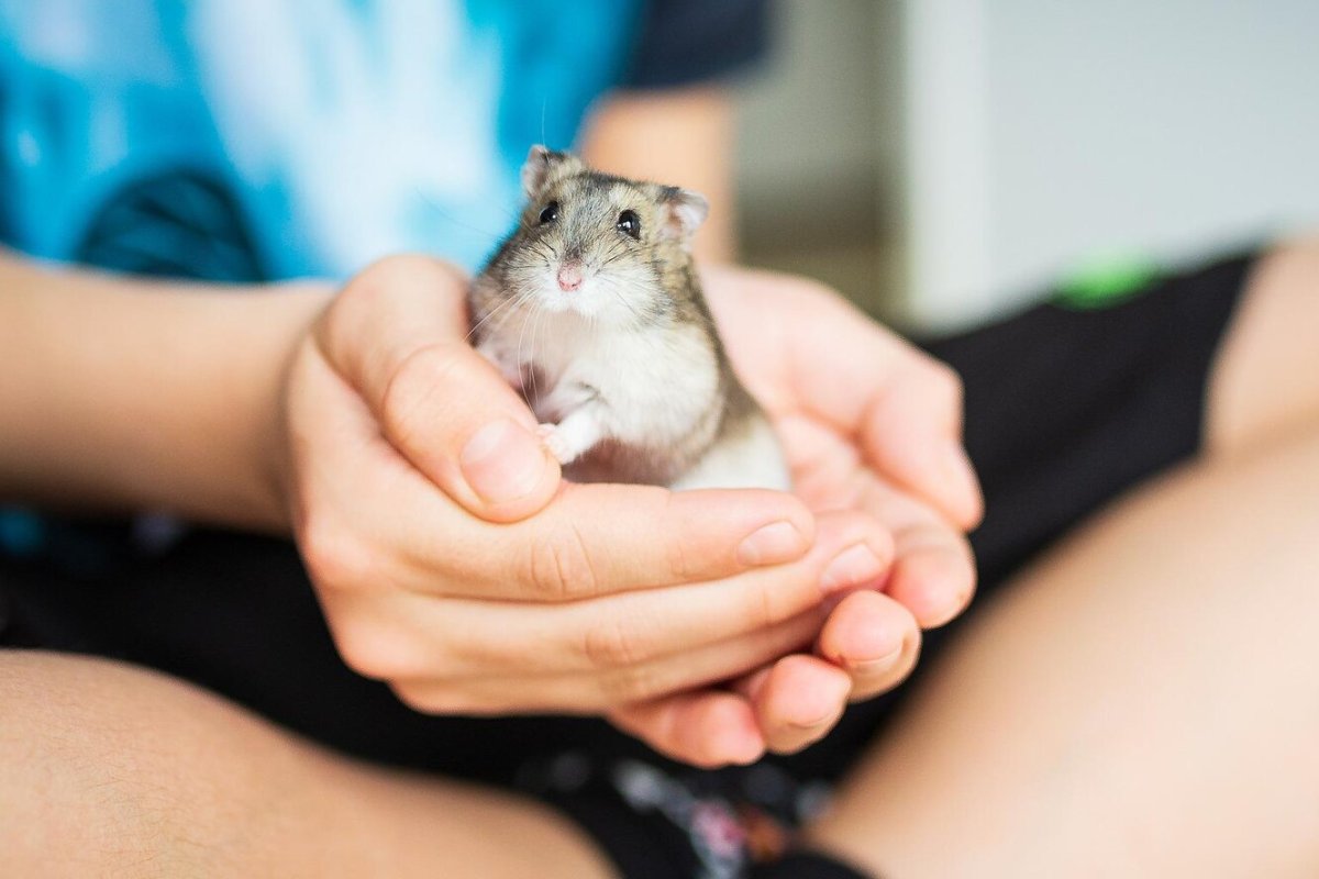 Имена для хомячков девочек