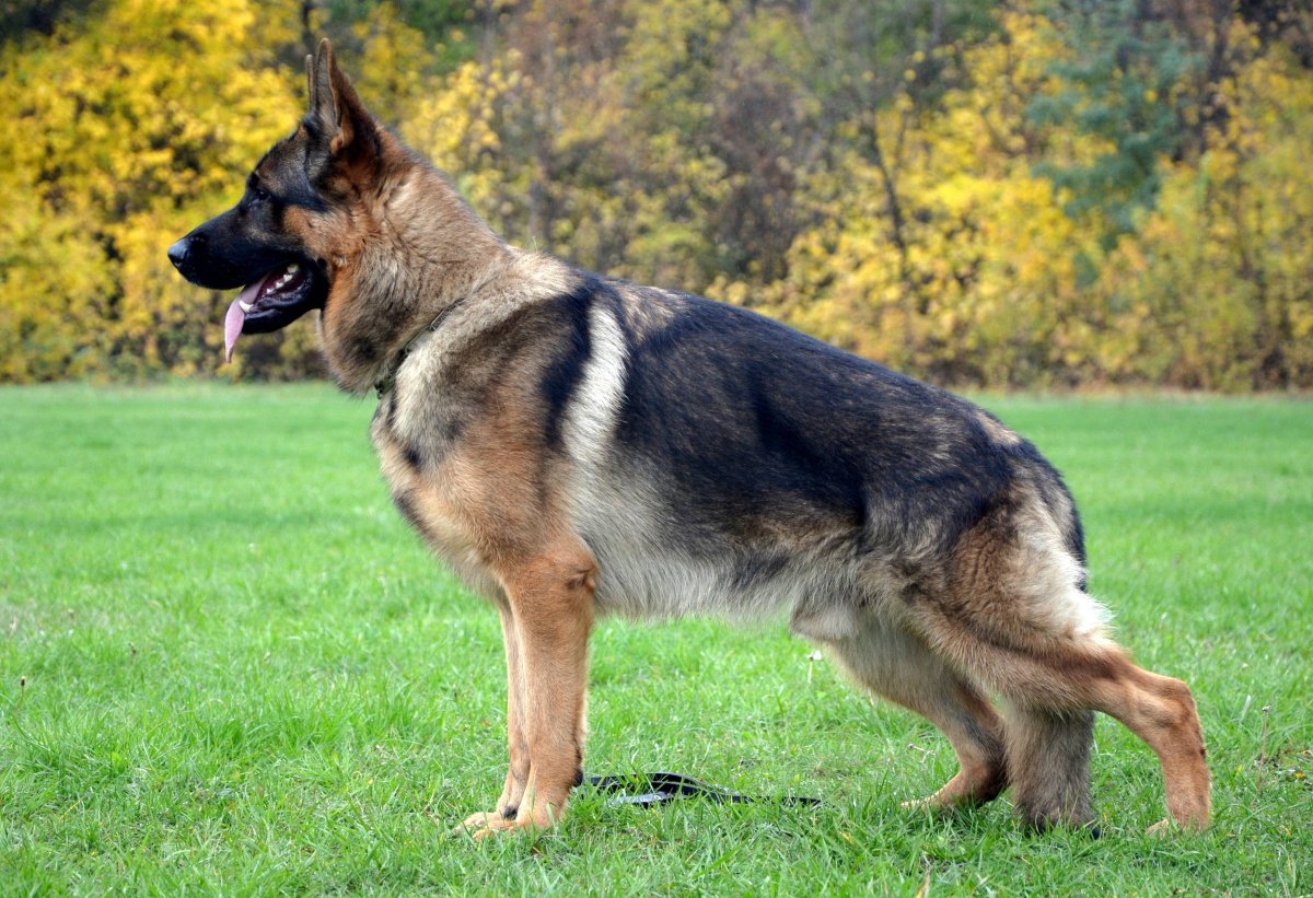 Восточно-европейская овчарка зонарного окраса