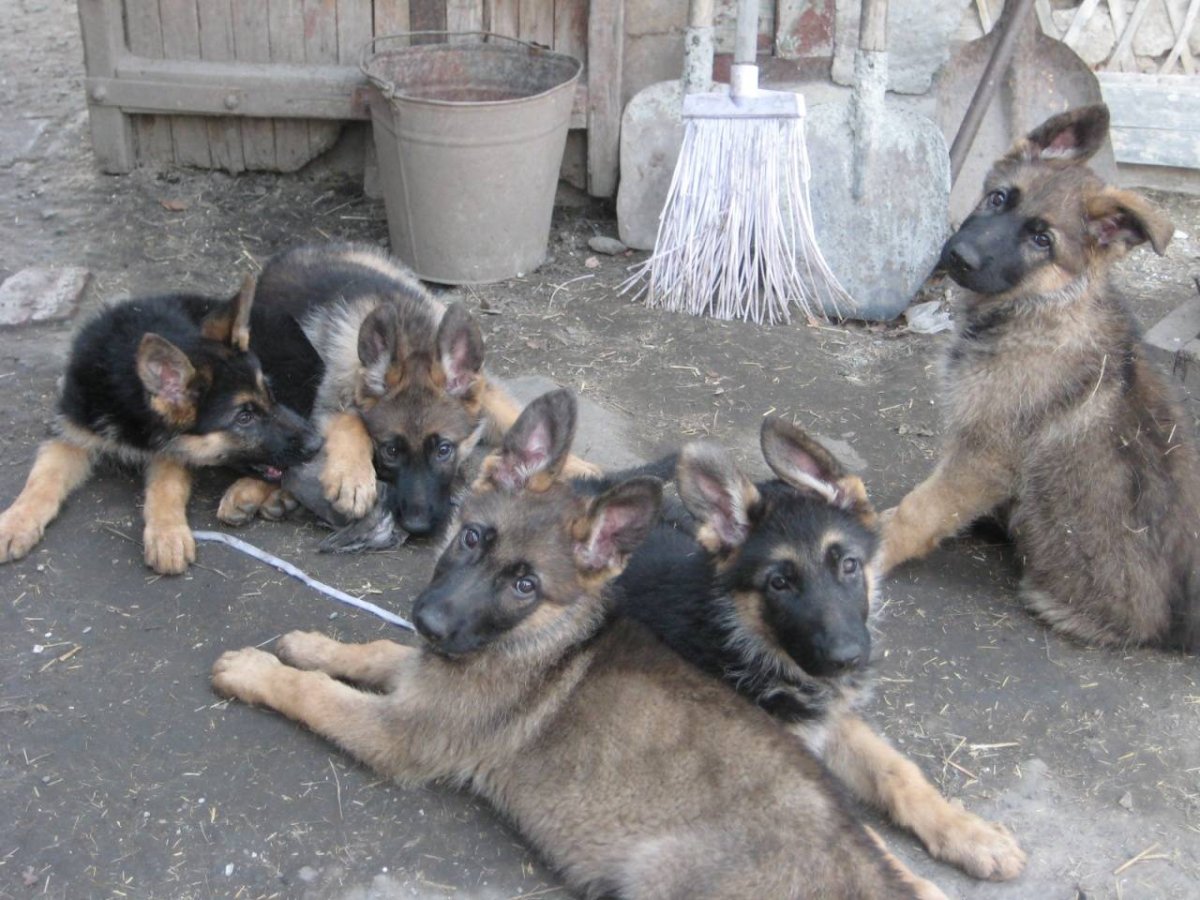 Малинуа зонарного окраса