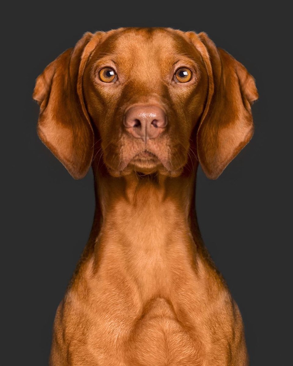 Собака венгерская выжла