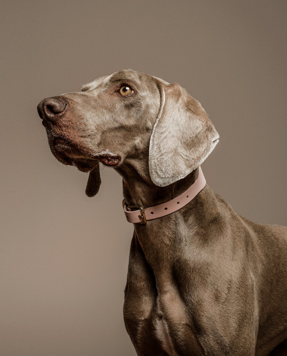 Порода собак блэкаут