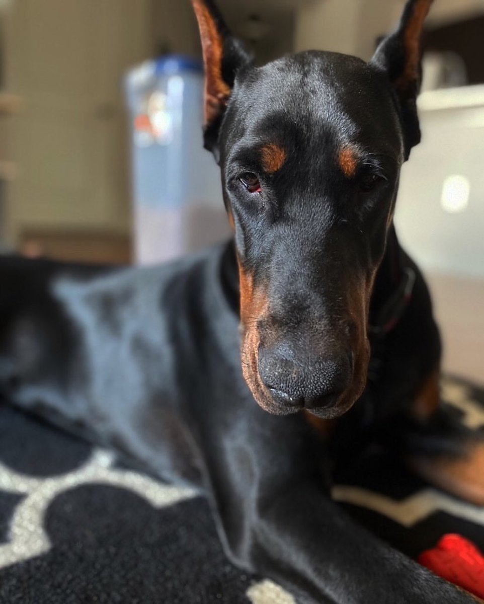 Венгерская выжла и Веймаранер