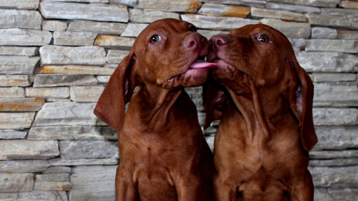 Венгерская выжла короткошерстная