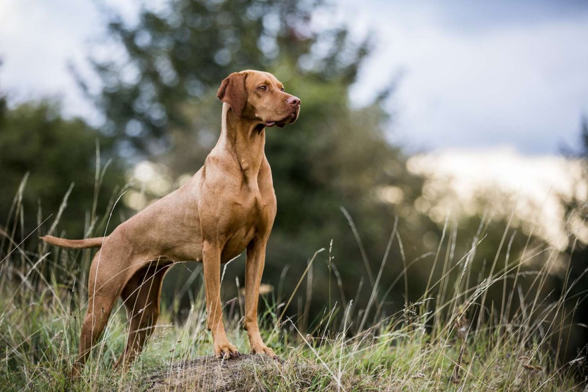 Vizla