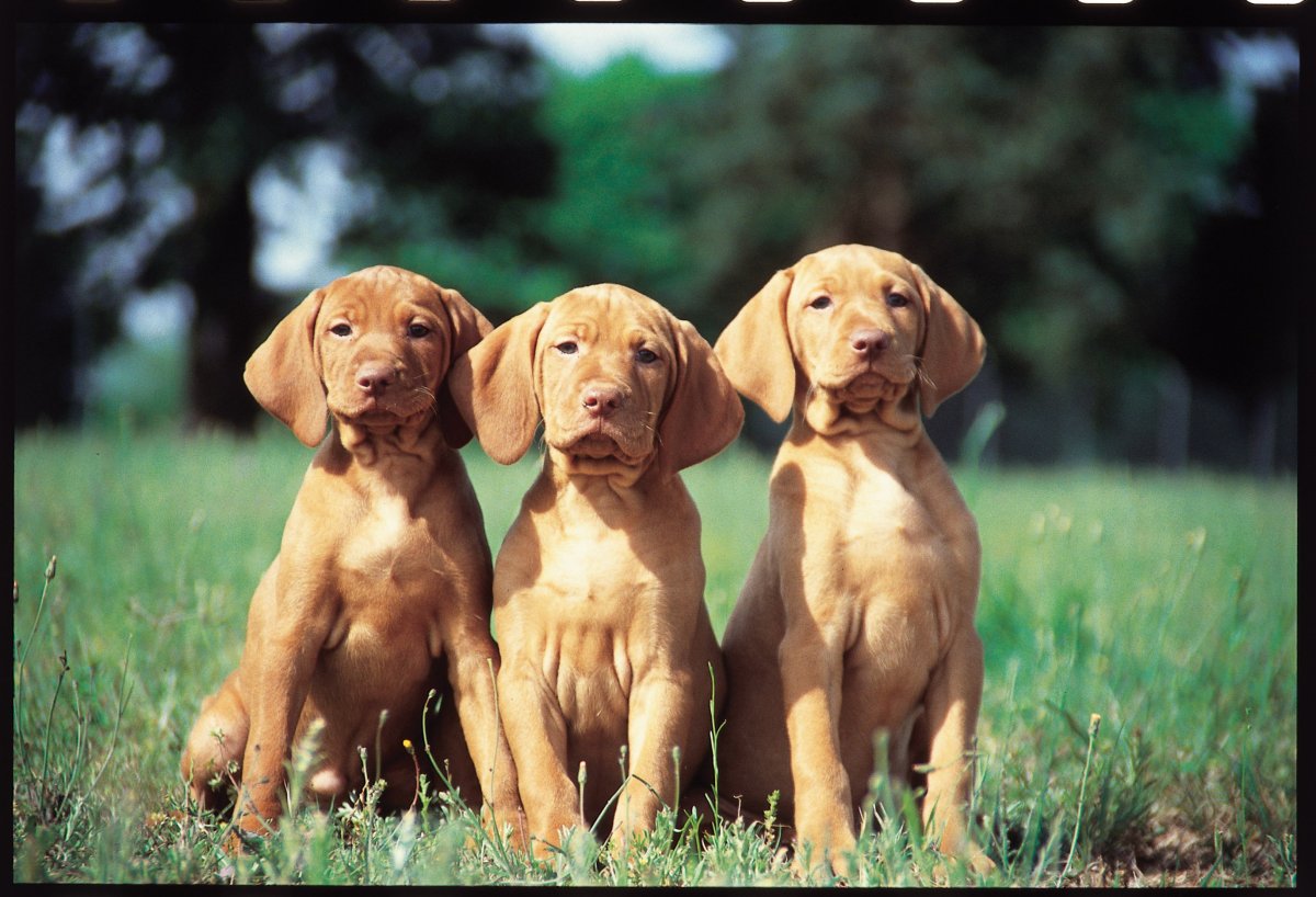 Выжла порода собак