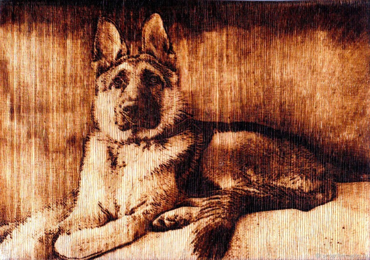 Американский питбультерьер