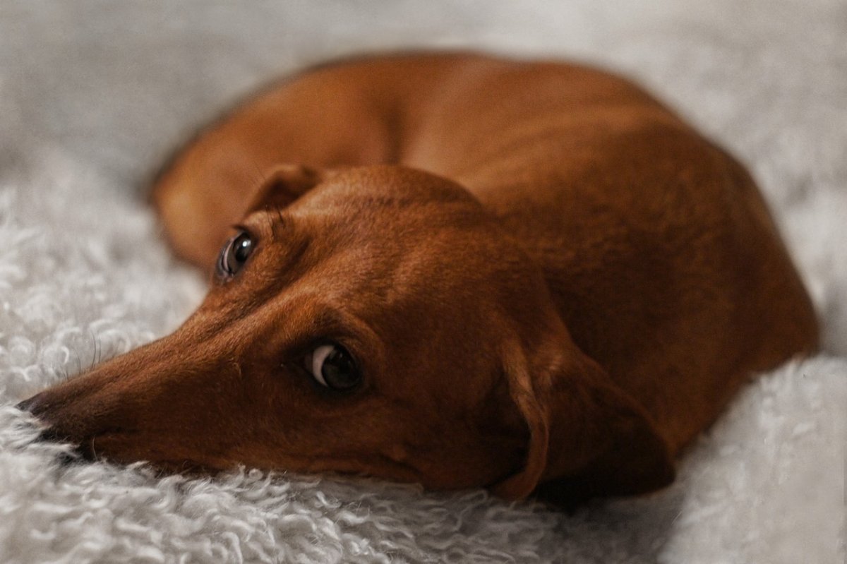 Собака для выжигания