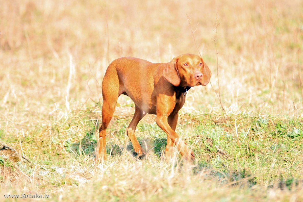 Такса охотничья