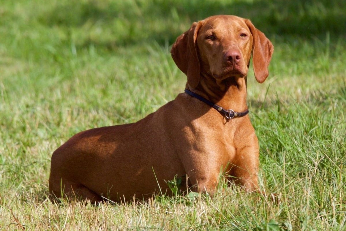 Лабрадор ретривер серый