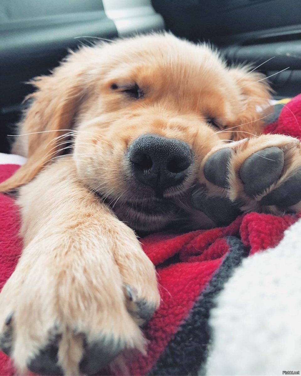 Собака спит