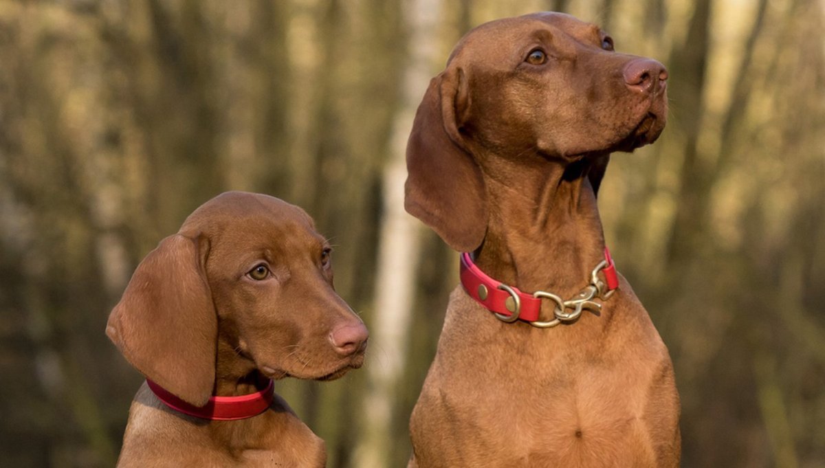 Выжла черная