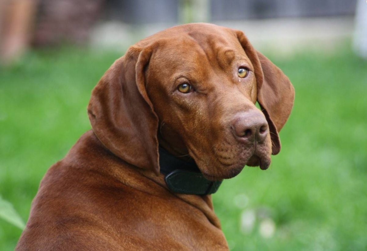 Порода собак венгерская выжла