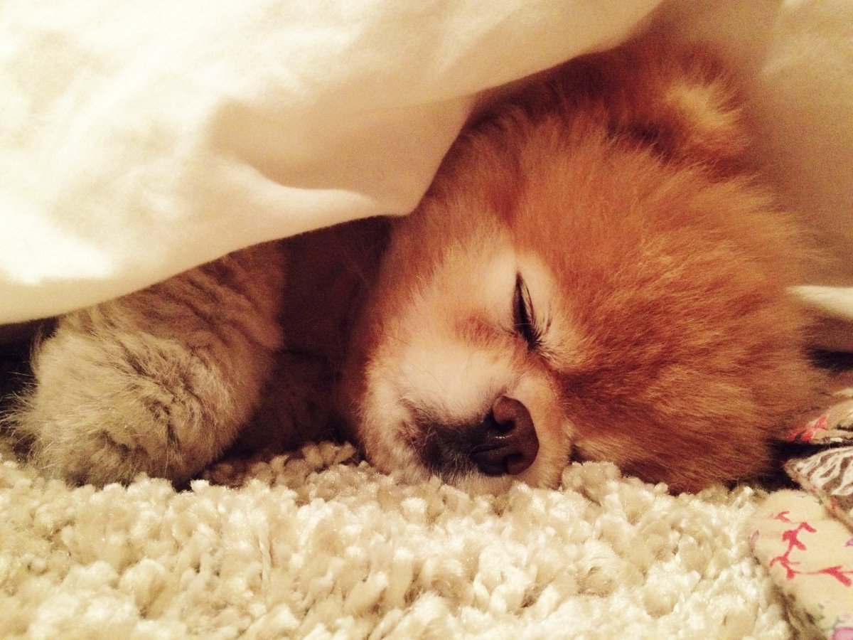 Щенок шпица спит