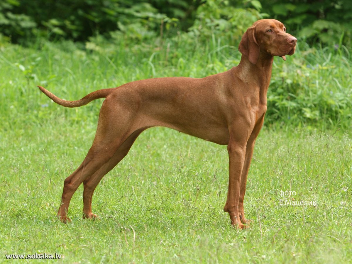 Риджбек и Доберман