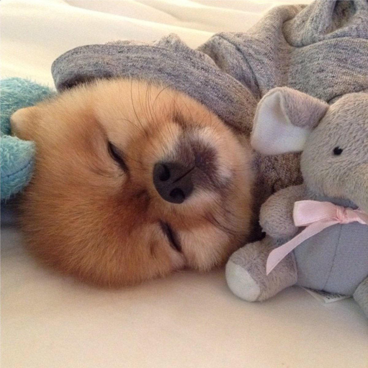 Милые спящие животные