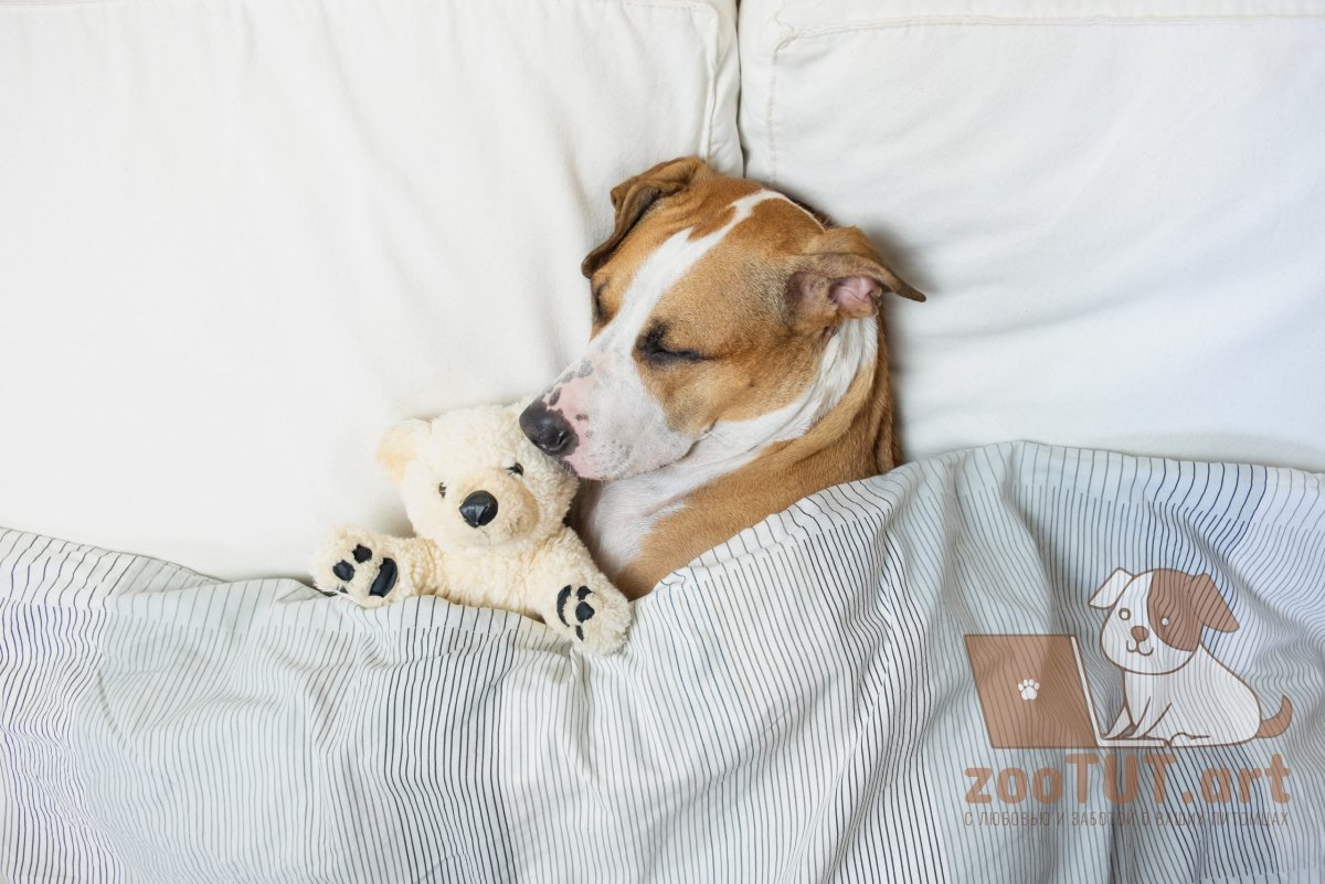 Животные спят в кровати