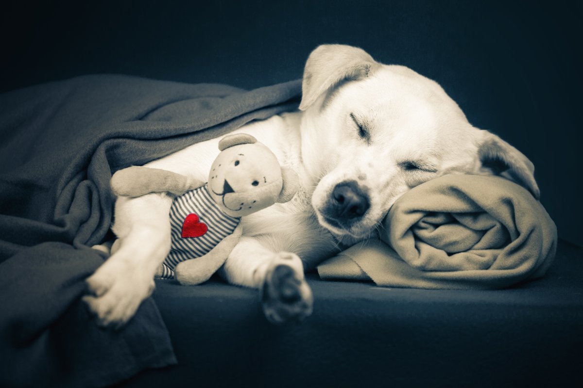 Собака спит ночью