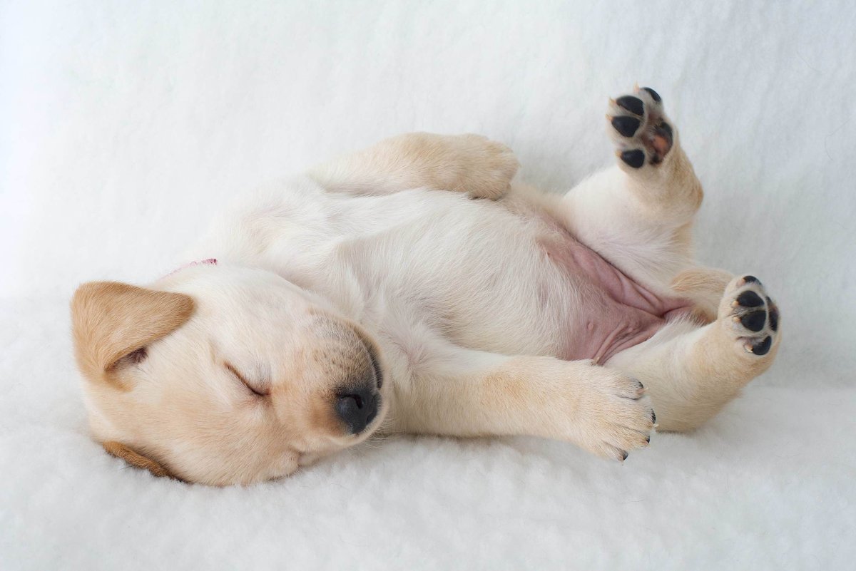 Щенок лабрадора спит