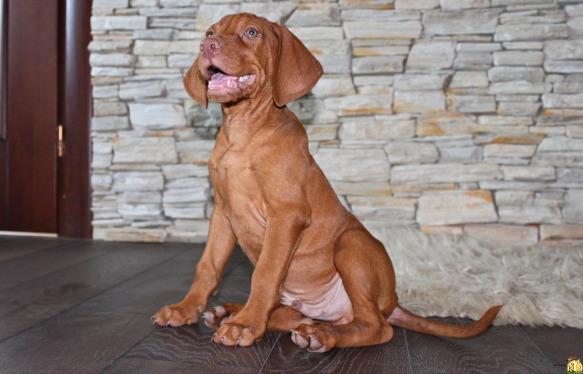 Венгерская короткошерстная выжгла